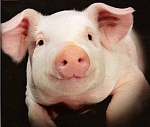 Ввоз свинины в Белоруссию запрещен